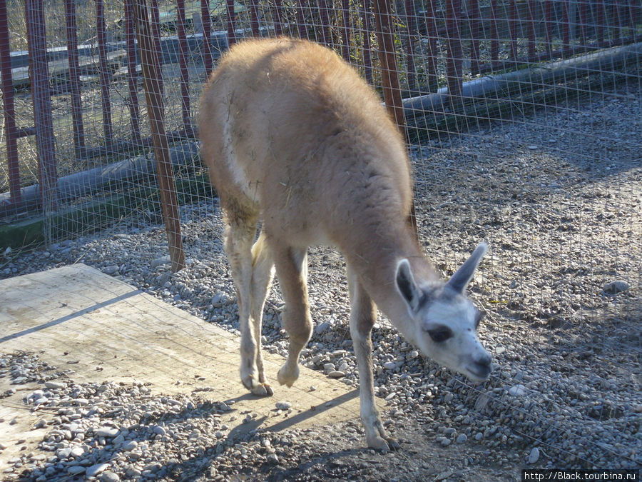 Маленький, но миленький  санаторный зоопарк Сочи, Россия