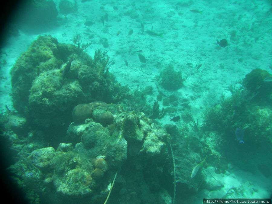 Подводный мир Карибского моря Кайо Ларго, Куба