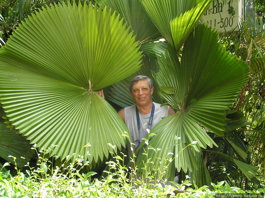 Веерная пальма — виновница потери часов Пхукет, Таиланд