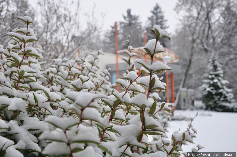 Влажный снег на глазах преобразил кусты и деревья... Волшебно! Пьештяны, Словакия