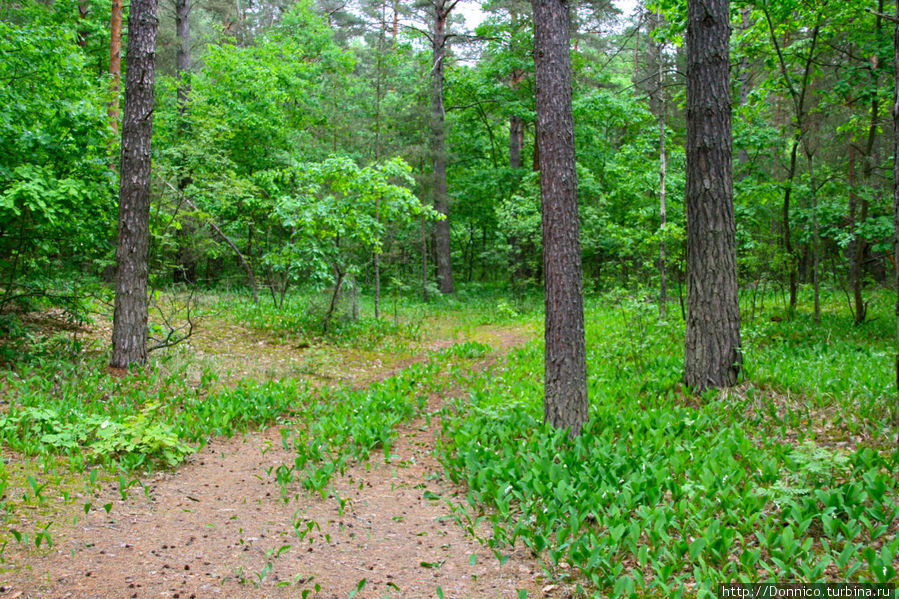 Что за чудо из чудес? ...просто ландышевый лес... Орловское Полесье Национальный Парк, Россия
