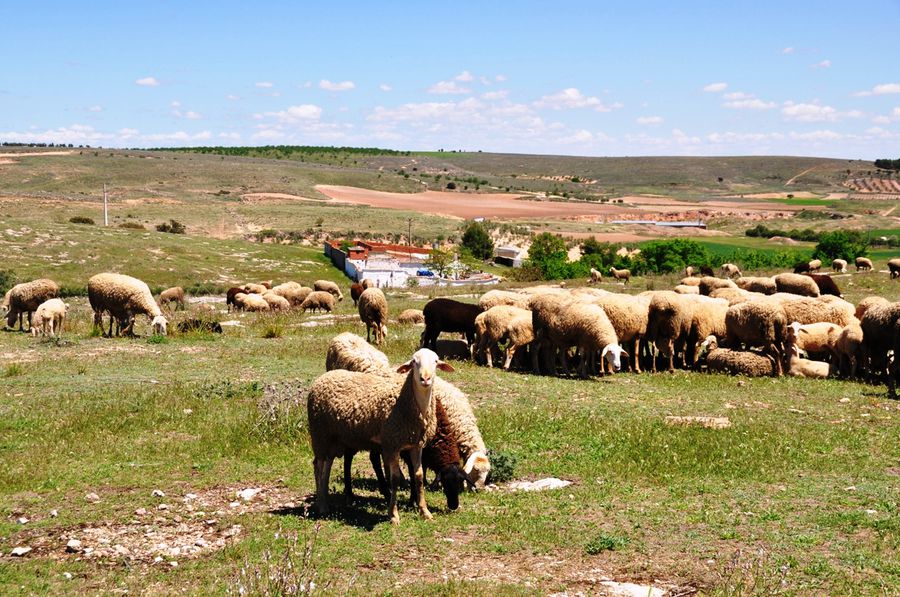 Мельницы и овцы Кампо-де-Криптана, Испания