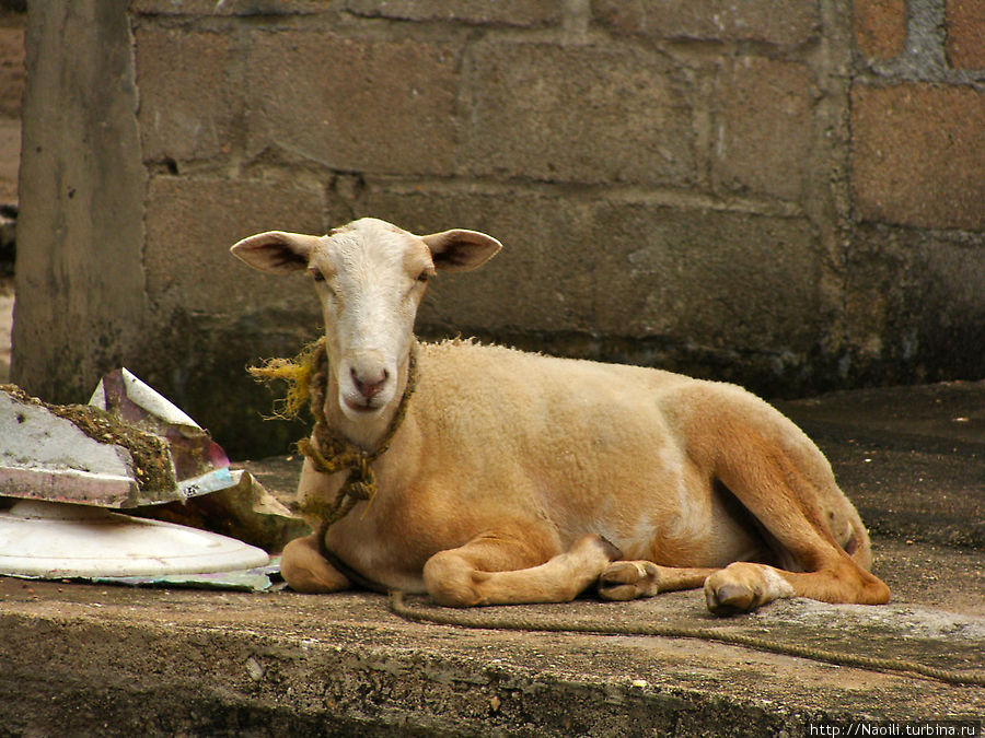 Упитанный скот Сан-Лоренцо-Теночтитлан, Мексика
