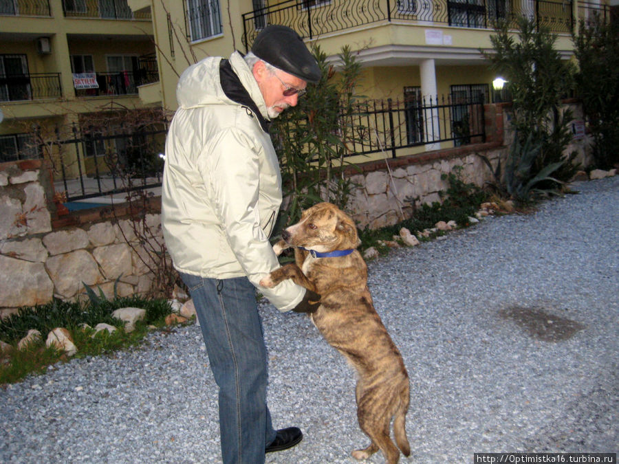 В компании ослов и собак. Зоопарк на улицах нашего города Дидим, Турция