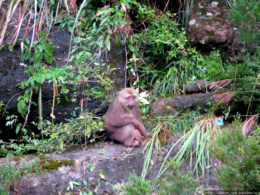 Дикие обезьяны в горах Уишаня Уишань, Китай