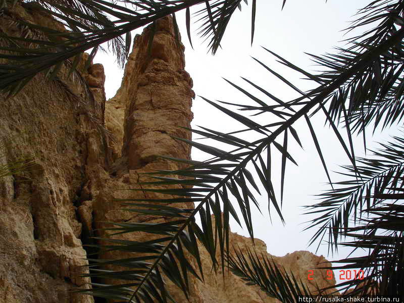 Пальмы Джемны Джемна, Тунис
