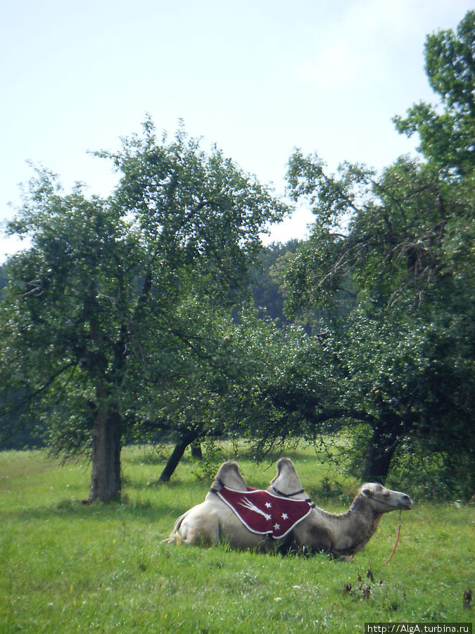 Бойницкий верблюд Словакия
