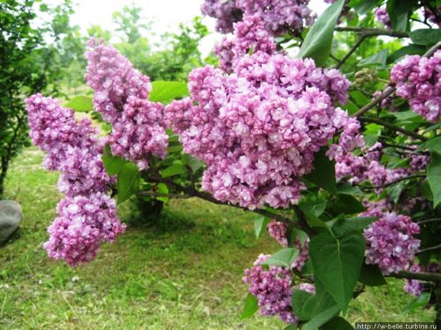 Сиреневый сад Добеле, Латвия