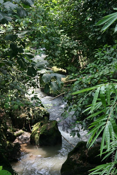 Зеленый Убуд Убуд, Индонезия