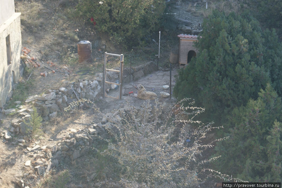 Баловать тоже не стоит, вот такой песик лежит недалеко от церкви Табори Тбилиси, Грузия