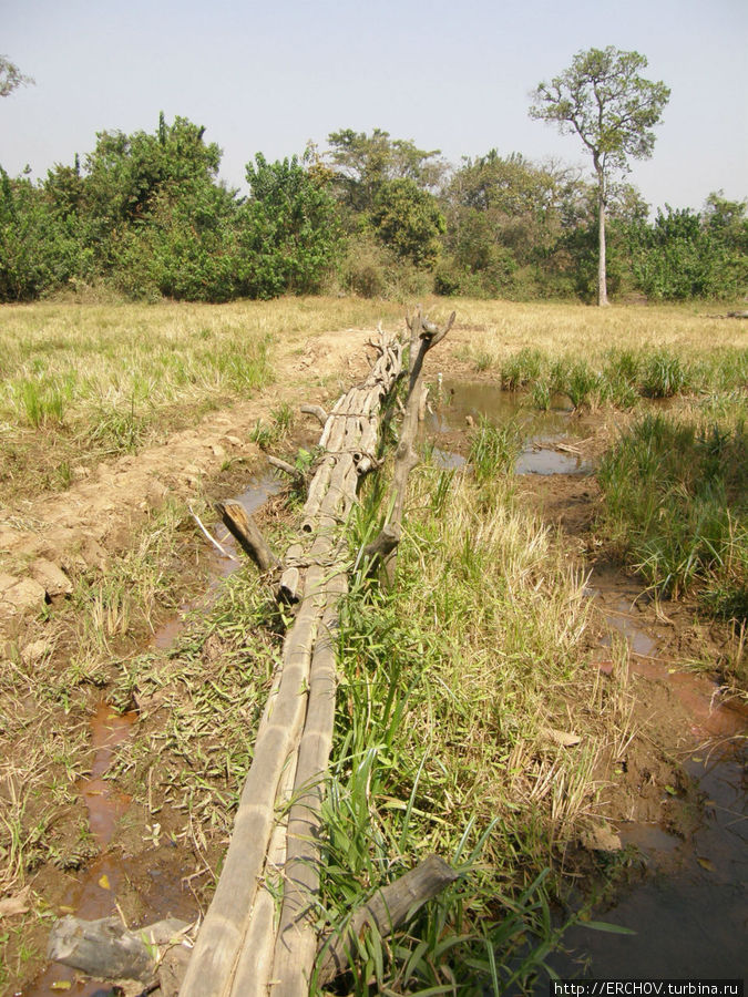 Полусаванна вместо тропического леса Провинция Канкан, Гвинея