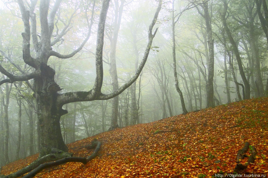 Когда туман опускается, лес становится  таинственным и немного пугающим Алушта, Россия