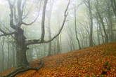 Когда туман опускается, лес становится  таинственным и немного пугающим
