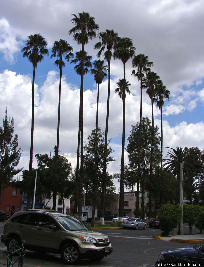 Пальмы на улице города Мехико, Мексика