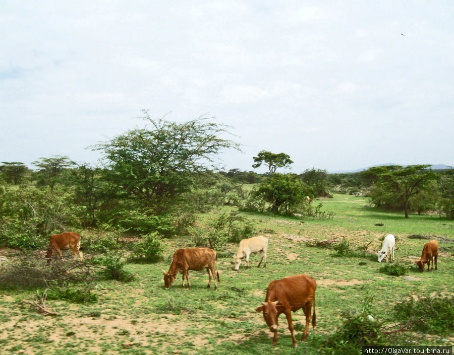 Коровки беззаботно щиплют еще зеленую травку. Иметь корову — это круто! Масаи-Мара Национальный Парк, Кения