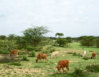 Коровки беззаботно щиплют еще зеленую травку. Иметь корову — это круто!