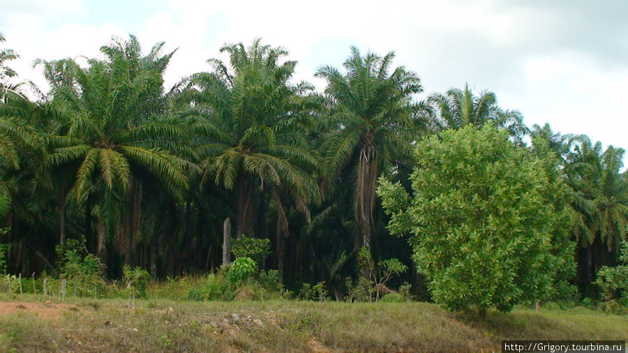 Ранчо в предгорьях Доминиканская Республика