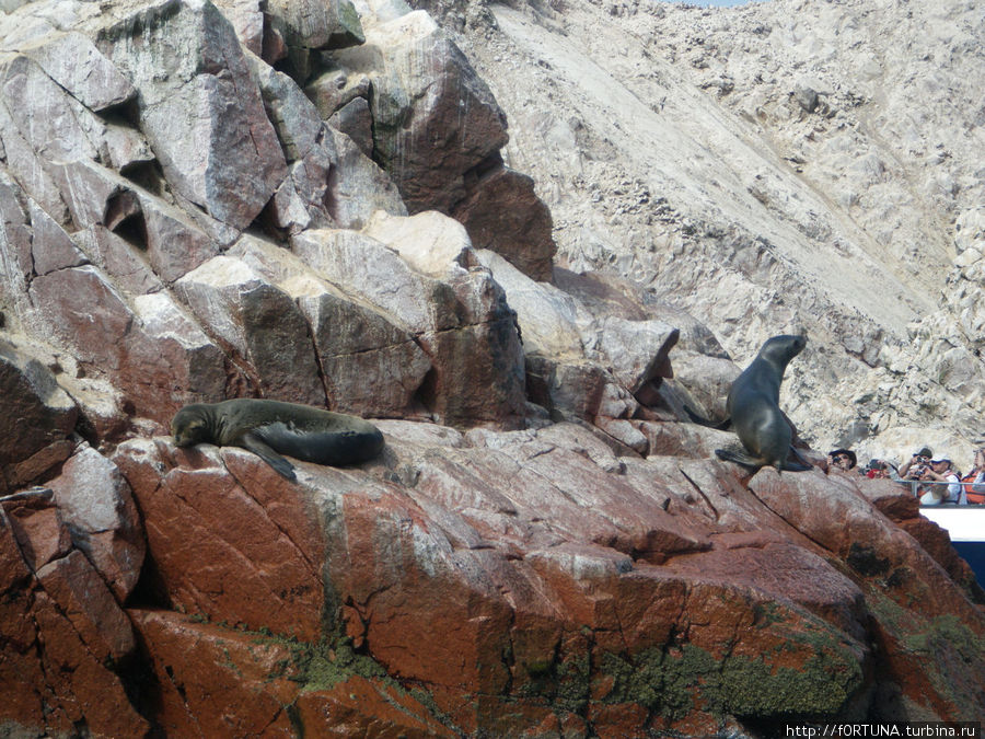 Острова Балестас Острова Бальестас Национальный Резерват, Перу
