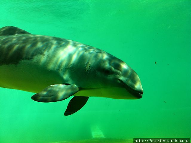 Дельфин в бассейне Остров Тексел, Нидерланды