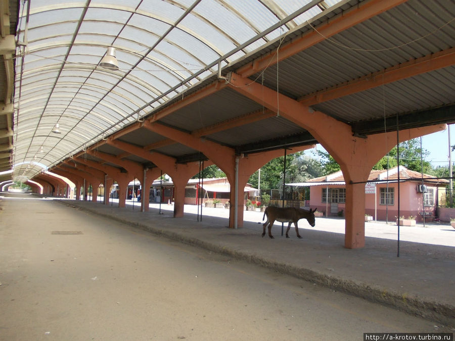 Теперь только ослы ездят из Эдирне на поезде

(на месте бывших ж.д.платформ — пятничный рынок. И облезлый осёл) Эдирне, Турция