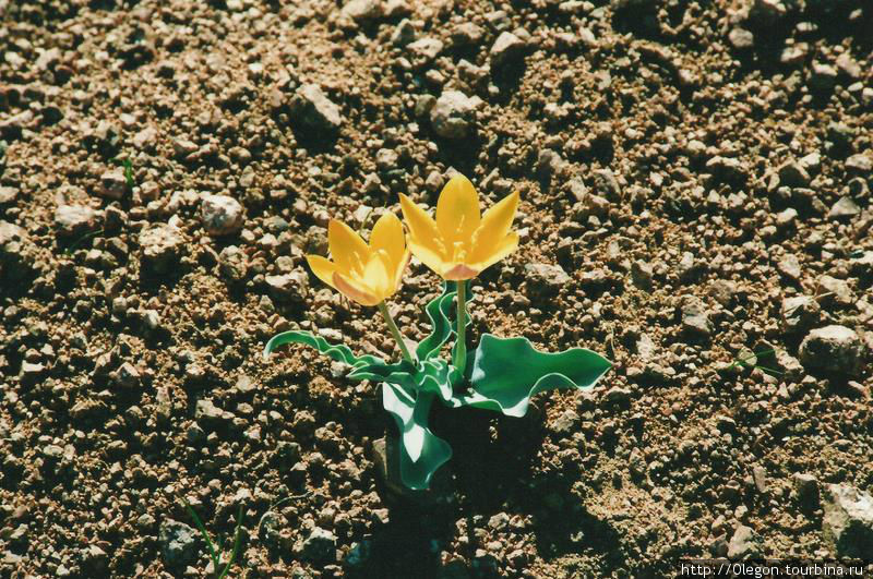 жёлтые тюльпаны Чимган, Узбекистан