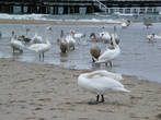 На пляже в Сопоте купались только птицы.