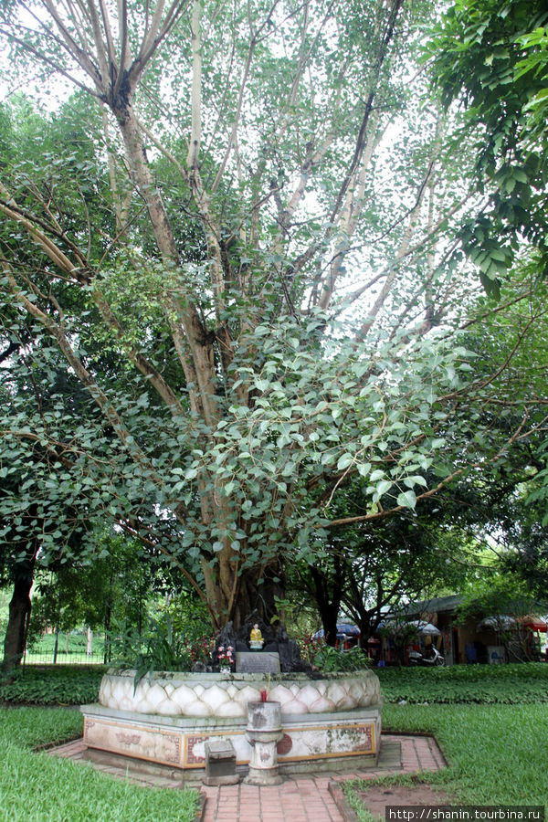 Священное дерево у пагоды на одном столбе Ханой, Вьетнам