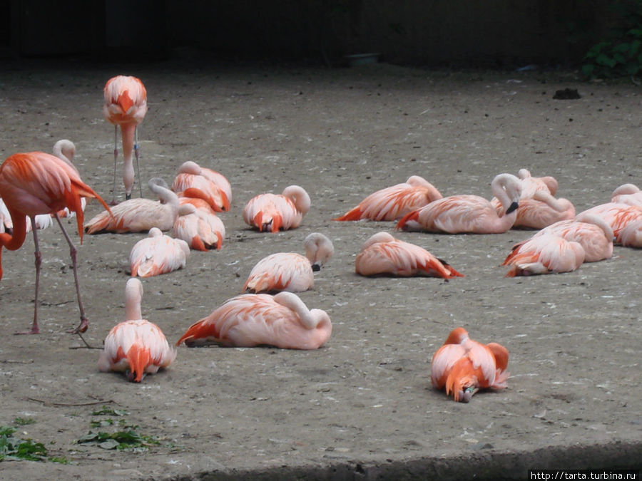 Семейство фламинго Прага, Чехия