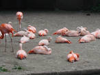 Семейство фламинго