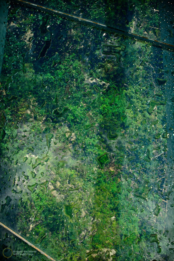 Сатаплия. Следы динозавров и пещера с сердцем Сатаплия Природный Парк, Грузия