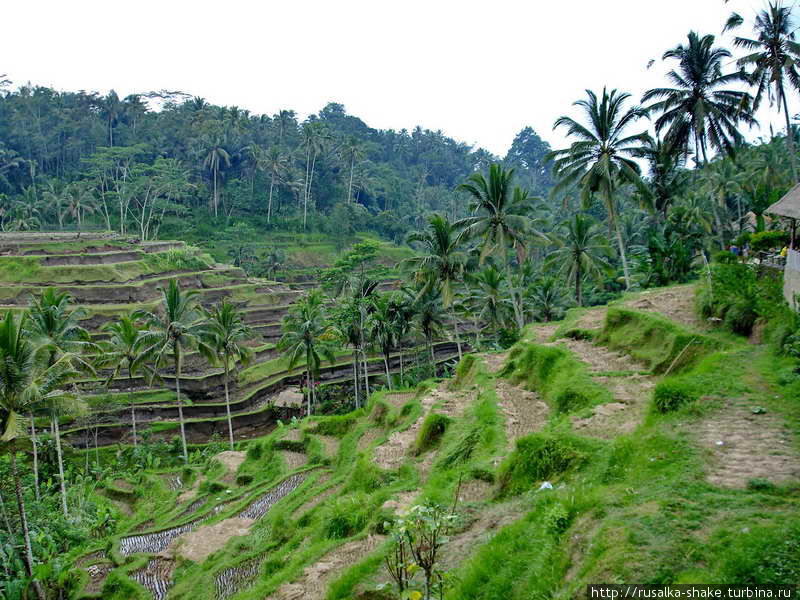 Рисовые террасы Бангли, Индонезия