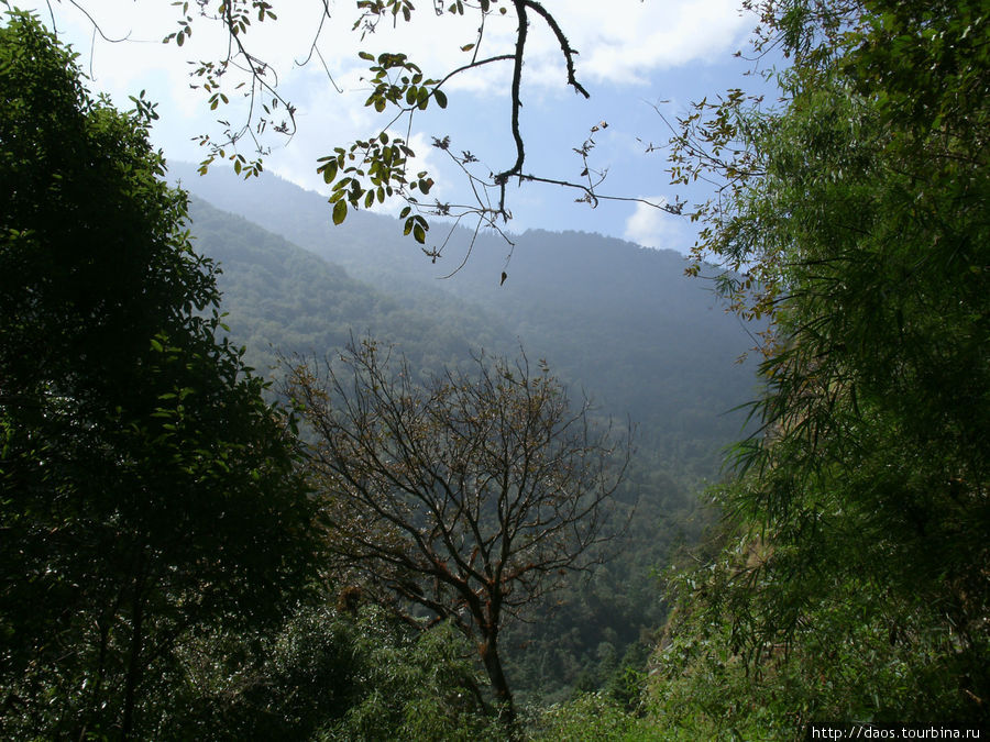 В лесу где красные панды. От Дунче  до Sing Gompa. Дунче, Непал
