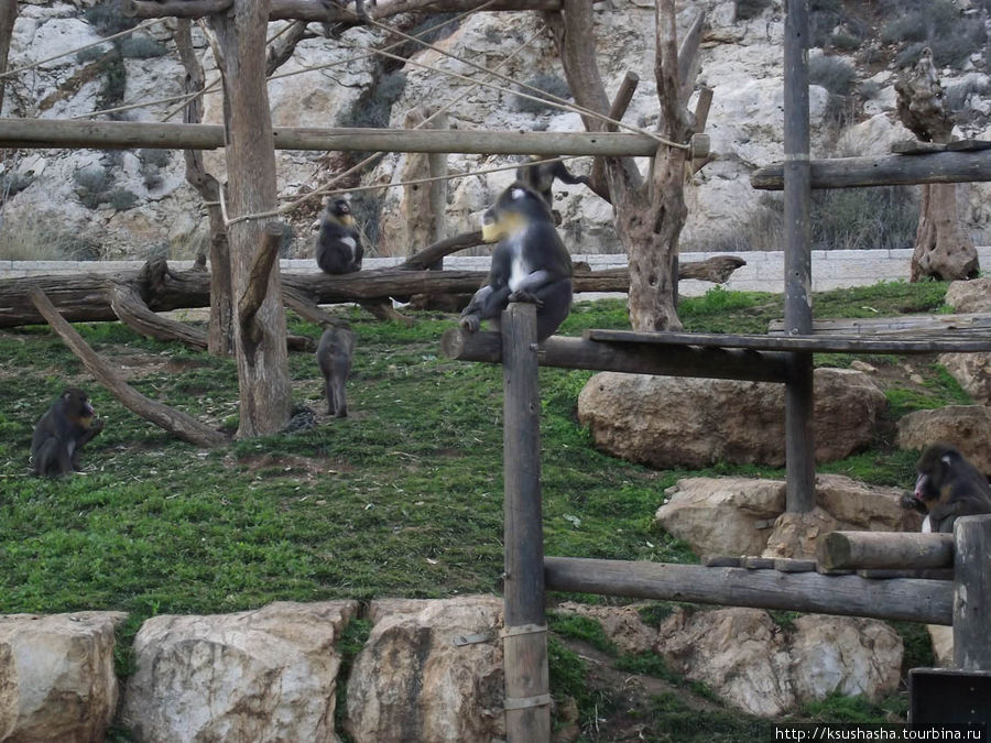 Зоопарк в Иерусалиме Иерусалим, Израиль