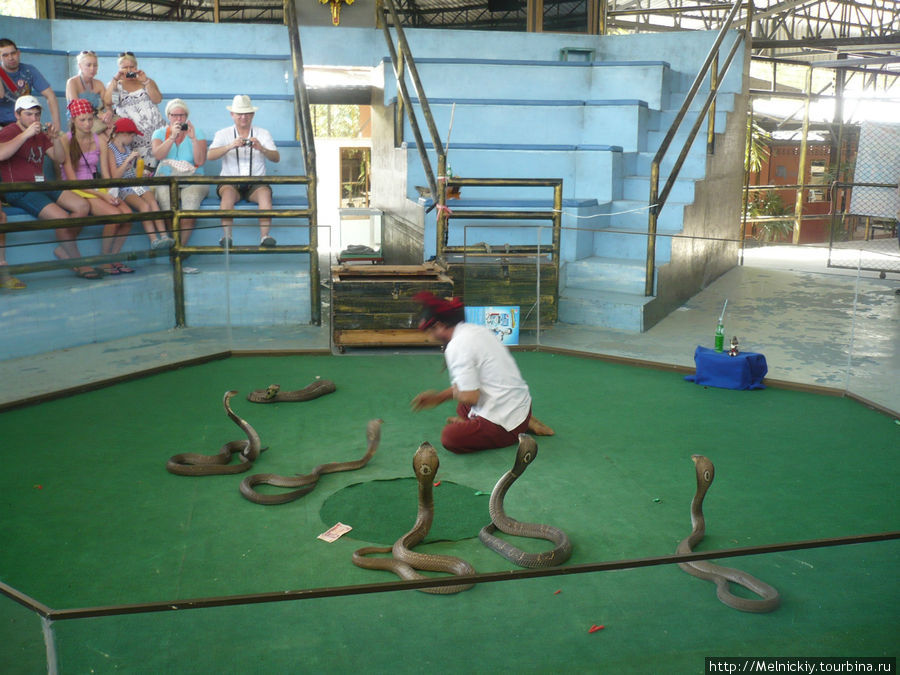 Змеинная ферма Паттайя, Таиланд