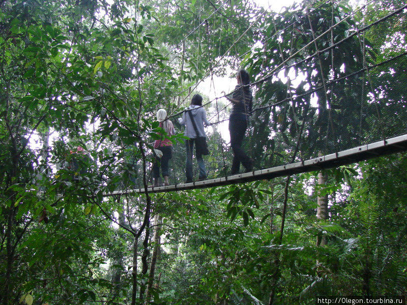 Canopy walkway, навесная прогулочная дорога достигает высоту более 30 метров Кота-Кинабалу, Малайзия