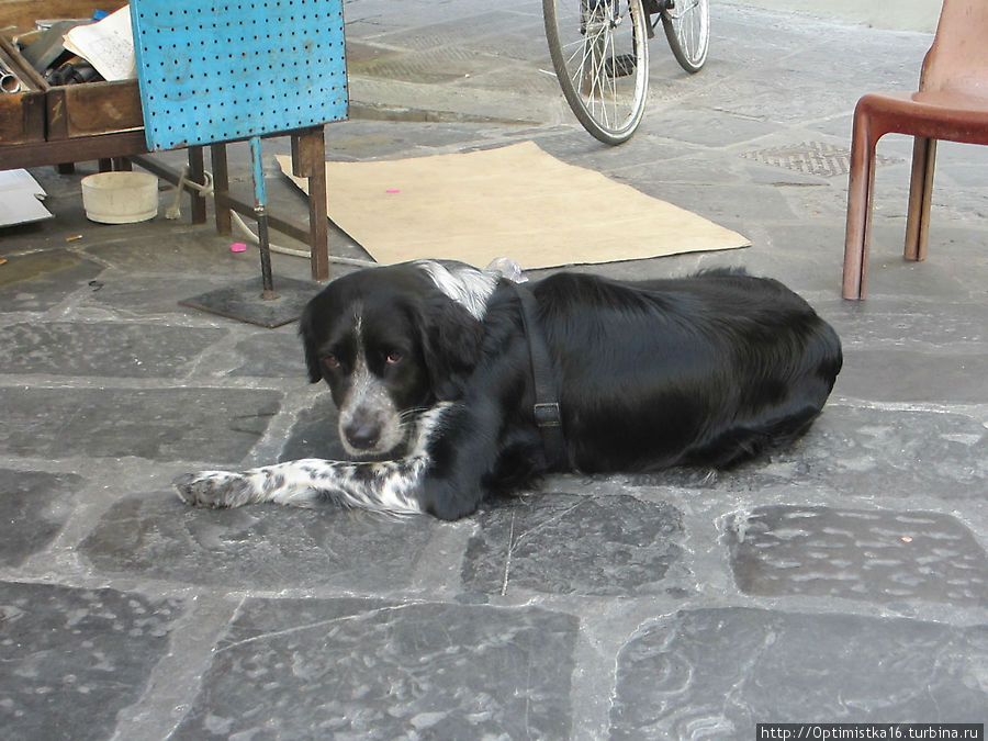 Собачья жизнь во Флоренции Флоренция, Италия
