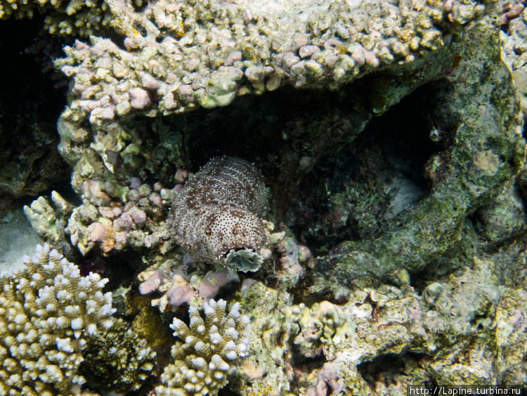 Полосатый морской огурец (Bohadschia graeffei) Южный Ари Атолл, Мальдивские острова