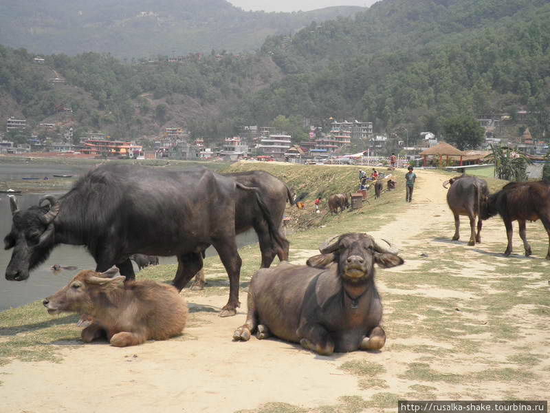 там же купаются буйволы Покхара, Непал