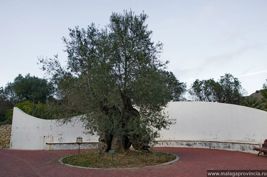 Эту оливу в 2001 году посадил сам мэр города Малага, Испания
