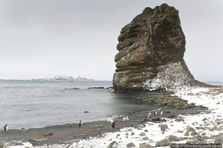 Пингвины , морские львы и шторм у берегов Антарктики. Остров Роберта, Антарктида