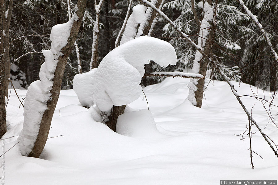 Белый снежный мишка забрался на деревце, слезть не может, маму зовет :) Морщихинская, Россия