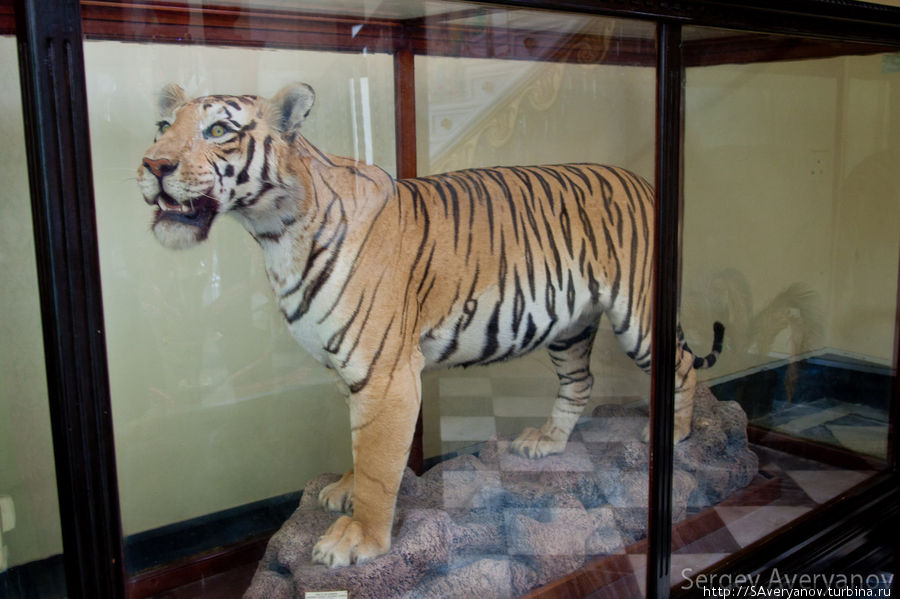 Чучело тигра Гвалиор, Индия