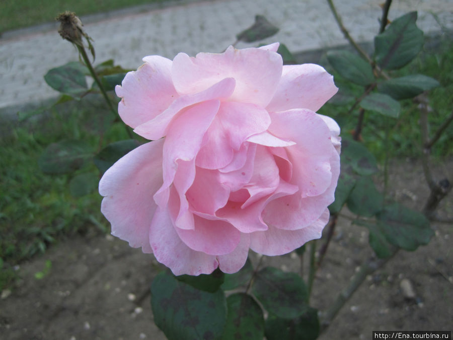 Сочи, розы в парке Ривьера Адлер, Россия