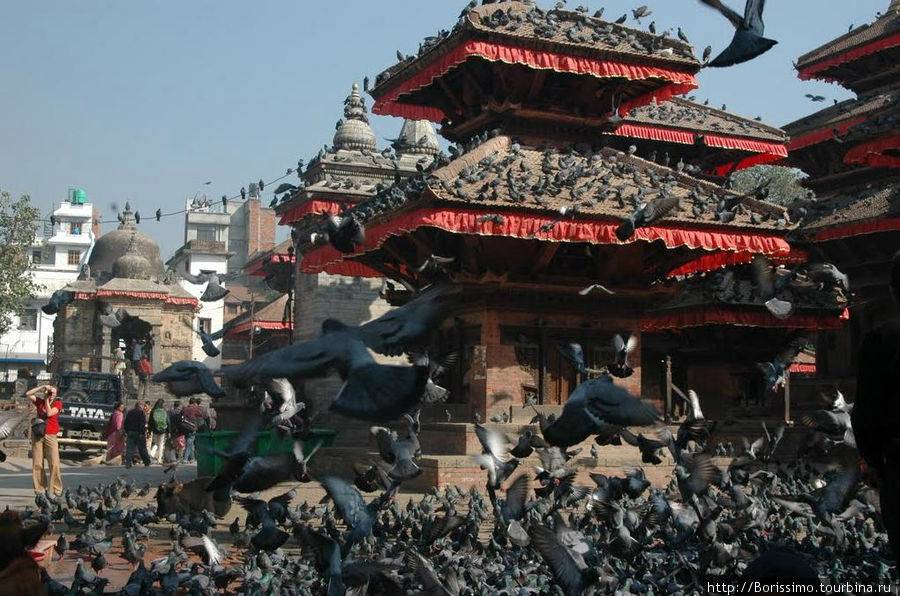 Засилье голубей на дворцовой площади Катманду. Непал