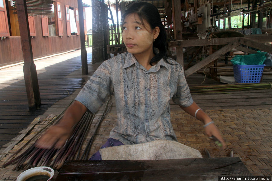 Процесс начинается с заготовки нитей из лотоса Ньяунг-Шве, Мьянма