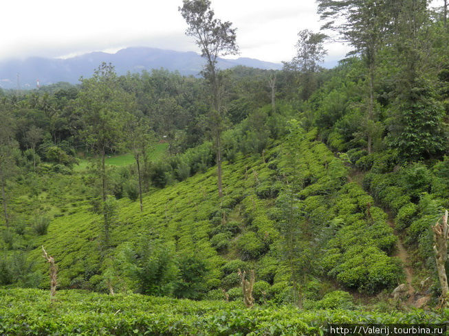 Страна, где чай, приобретя новую родину, стал цейлонским. Канди, Шри-Ланка