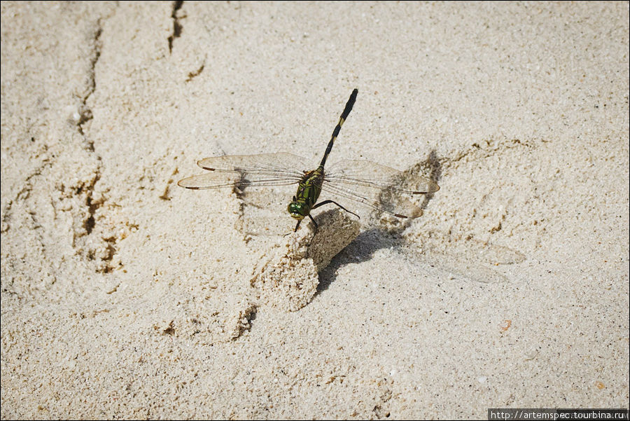 Встречаются на пляже и привычные нам стрекозы, только огромные Суматра, Индонезия