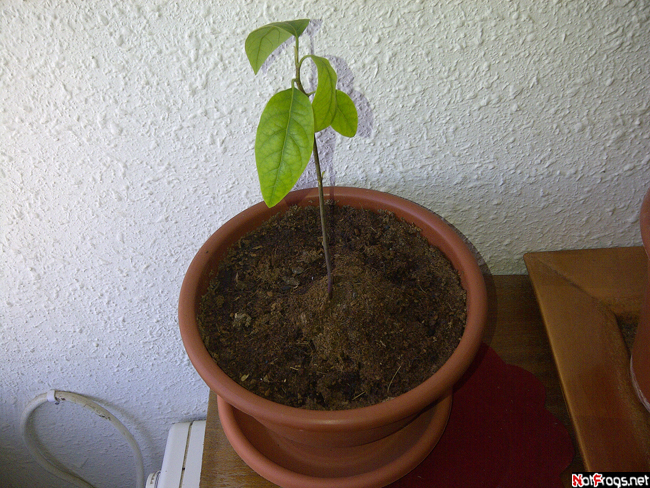☺ An avocado after 39 day