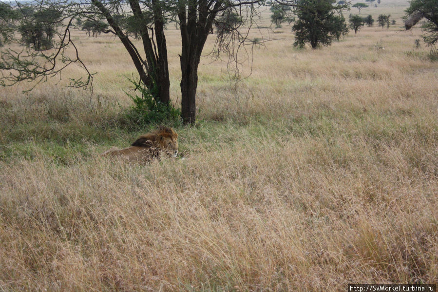 Лев после завтрака Аруша, Танзания