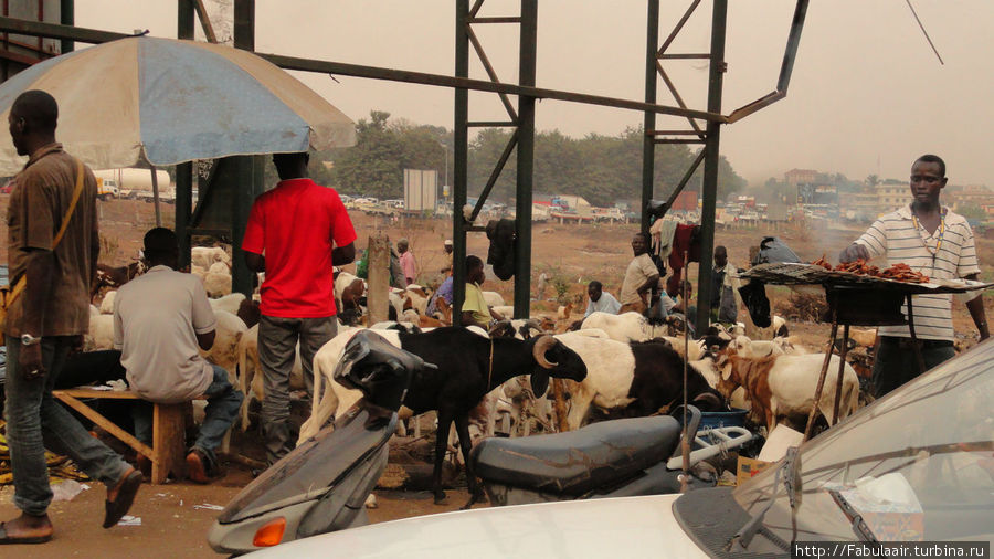 Купи козу Кумаси, Гана